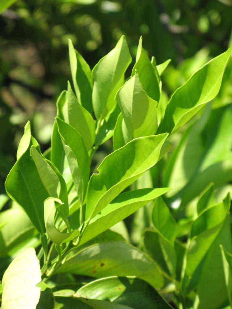              Sun leaves (Winter Haven, FL)       